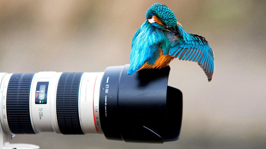 Capture the Moment in 4K: A Guide to Choosing the Right Camera
